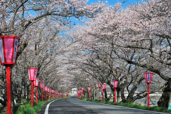 真庭市　天領くせ桜まつり　20150401