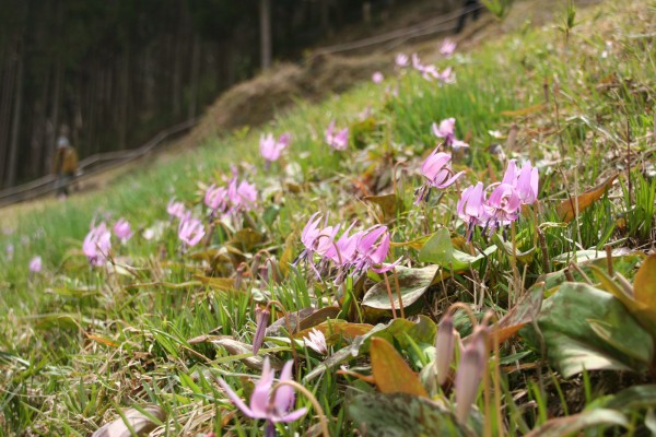 鏡野町　カタクリの花まつり　2050419