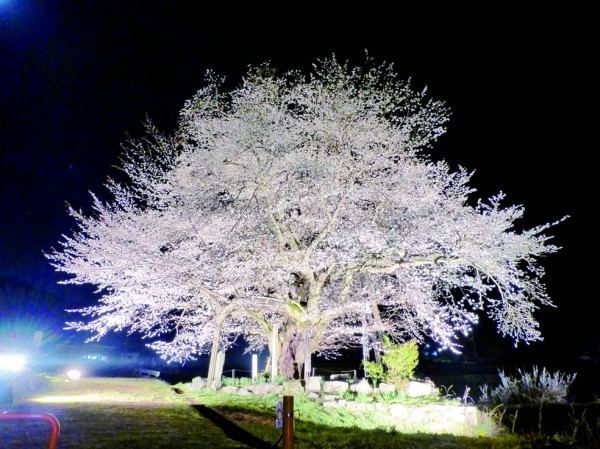 尾所の夜桜